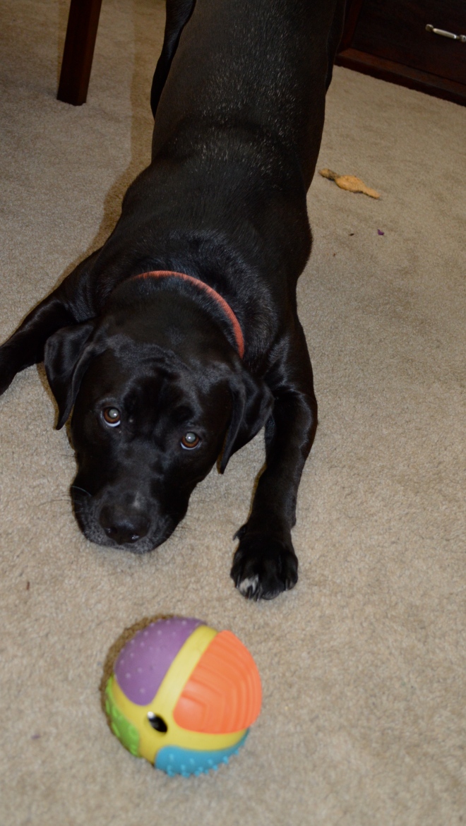 Even a game of fetch should have fun rules... consider them bargaining points!